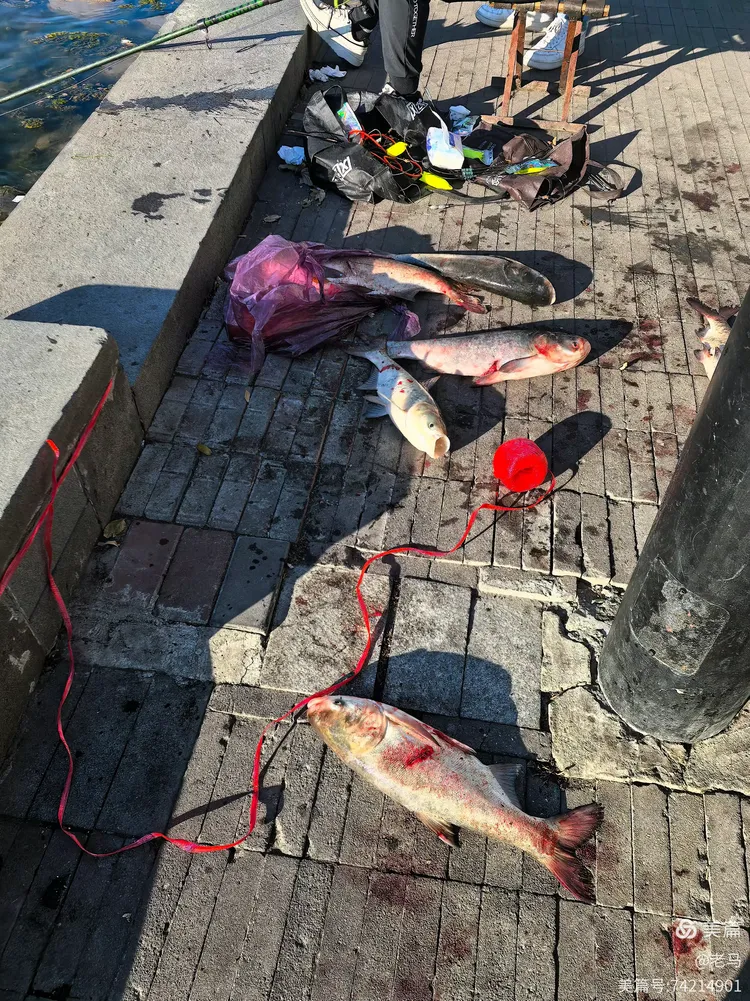 包含钓鱼比赛惊现大鱼，选手收获颇丰！的词条